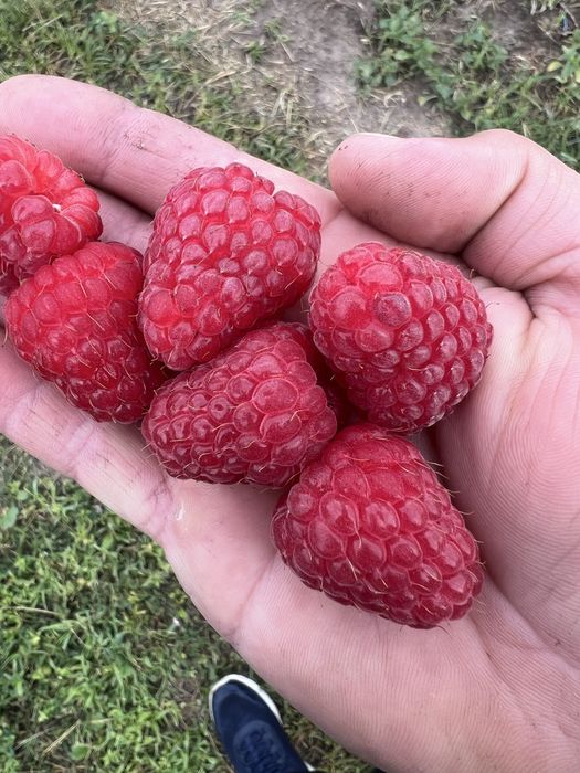 Маю саджанці літньої малини