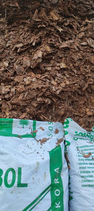 Kora Sosnowa Wrocław Okolice