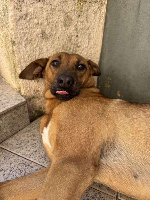 Roxy - adoção responsável