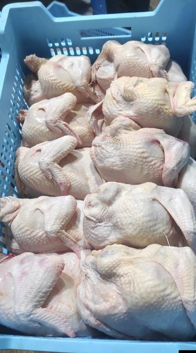 Курка-бройлер оптом | Великі обсяги, стабільні поставки!