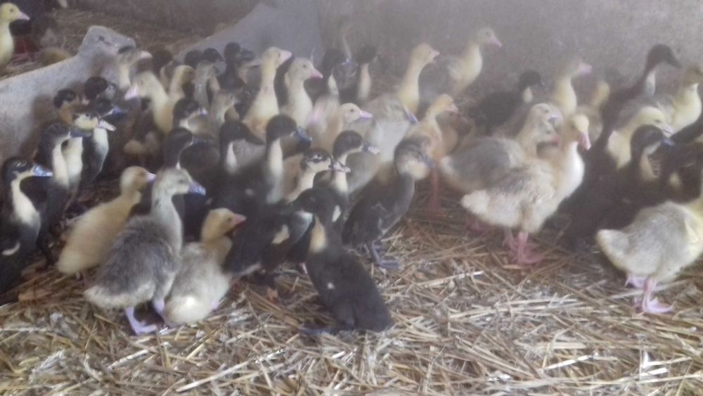 Kury Nioski  Kurczaki kury  kaczk Gesi indyki Perliczki woj Lubelskie