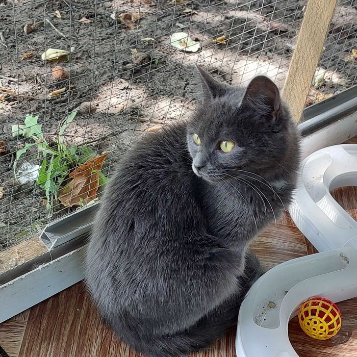 Манюня котодитина шукає найкращу маму