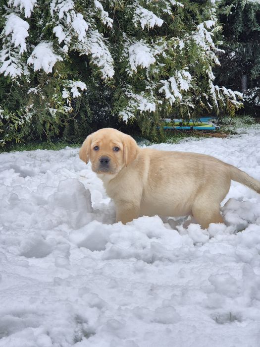 Labrador retriever pies