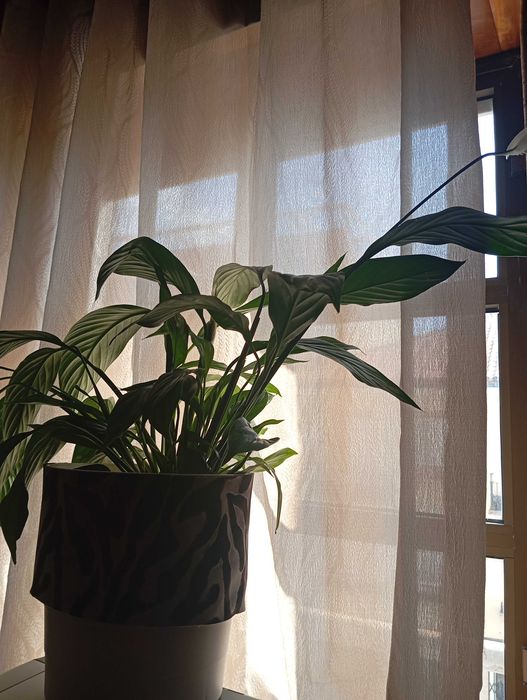 Plantas de interior e exterior