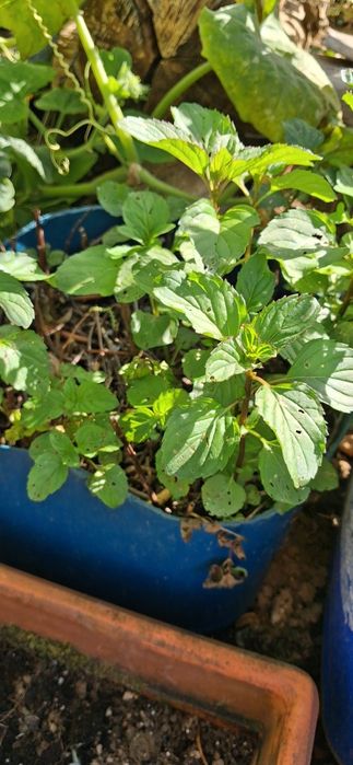 Hortelã Normal/Pimenta/Chocolate