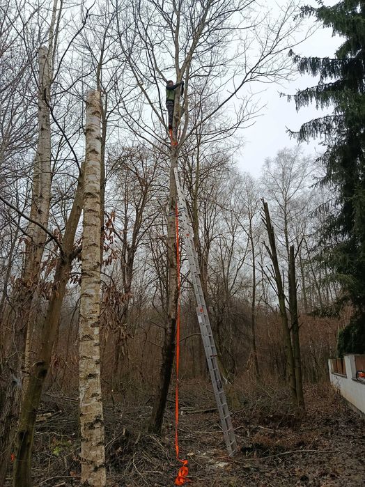 Wycinka drzew, wysokich, pochylonych, trudnych do usunięcia.