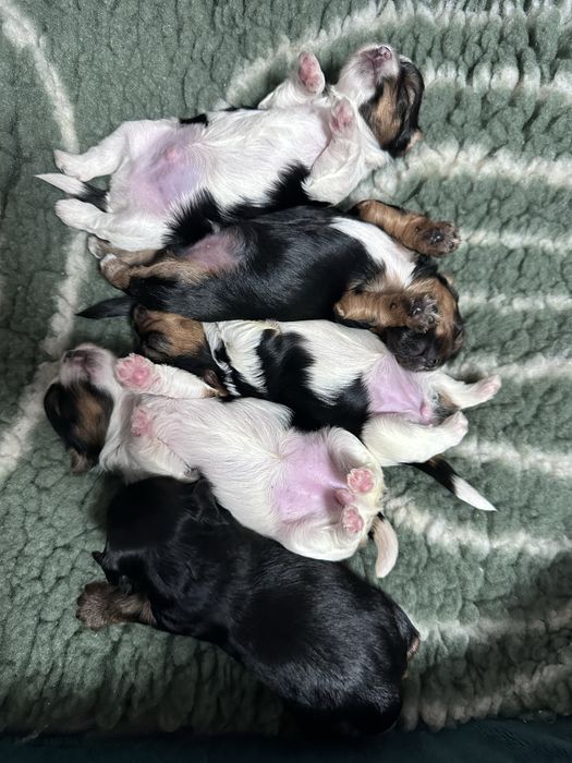 Yorkshire Terrier