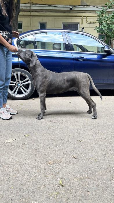 Щенок Кане Корсо