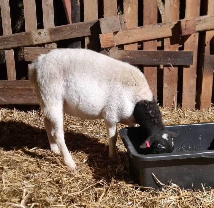 DORPER 100% baranki, tryki (owce)