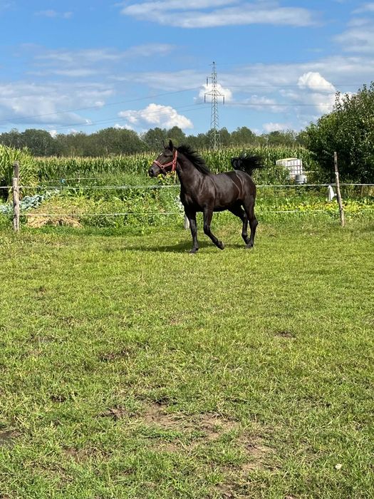 Sprzedam klacz śląską