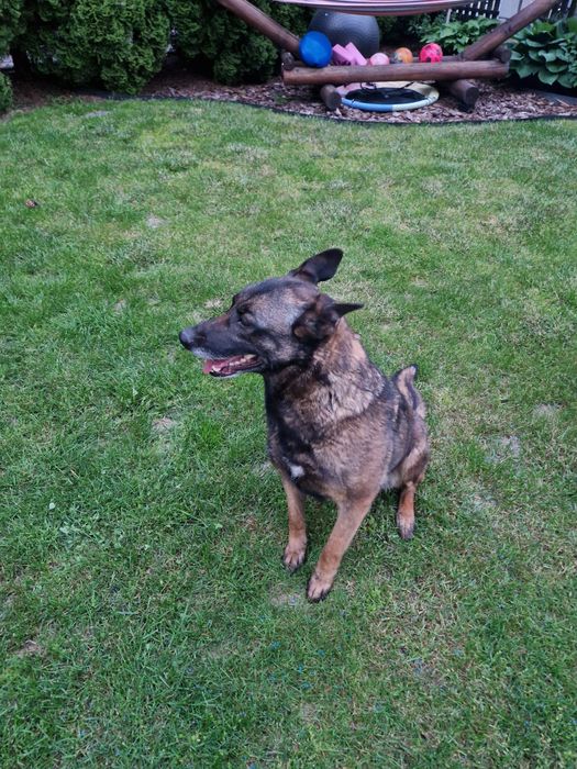 Owczarek belgijski malinois