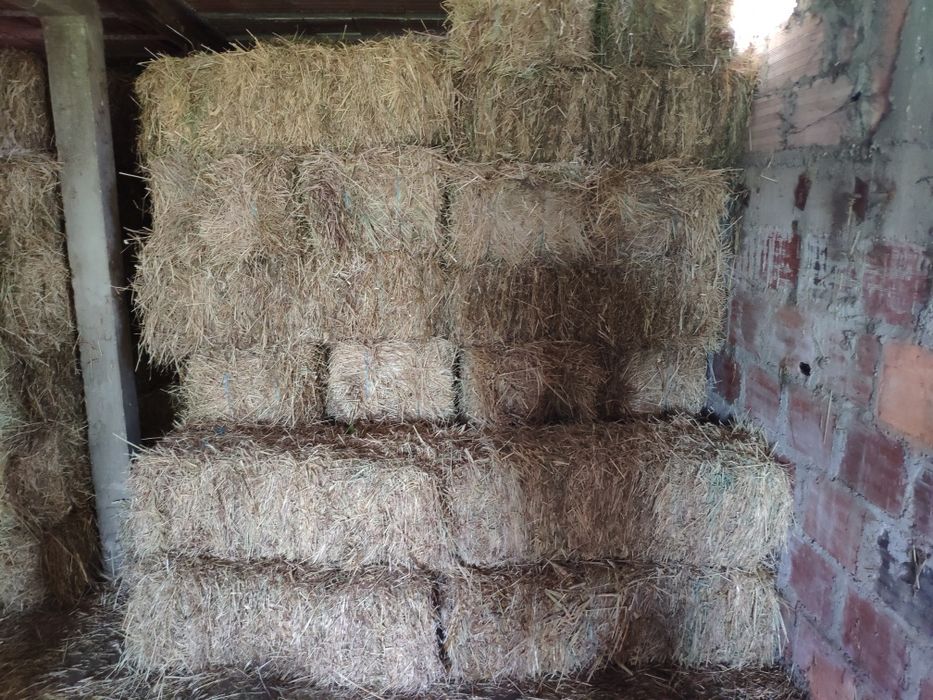 Fardos de palha 2025