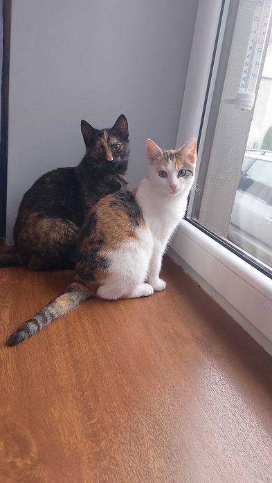 Oddam spokojne młode kocice.