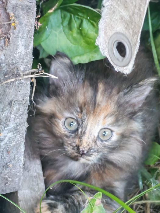 Кошенята шукають родину