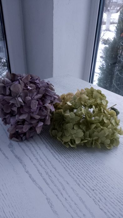 Сухоцвіти  гортензії