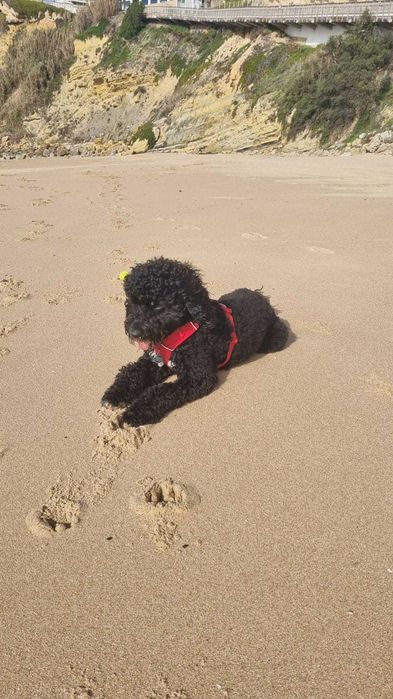 Cao de Agua Portugues para acasalar
