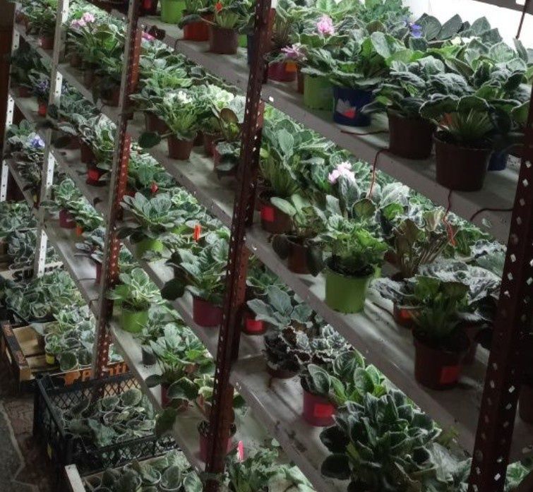Розпродаж дітки сортової фіалки по 40 грн за 1 кущик