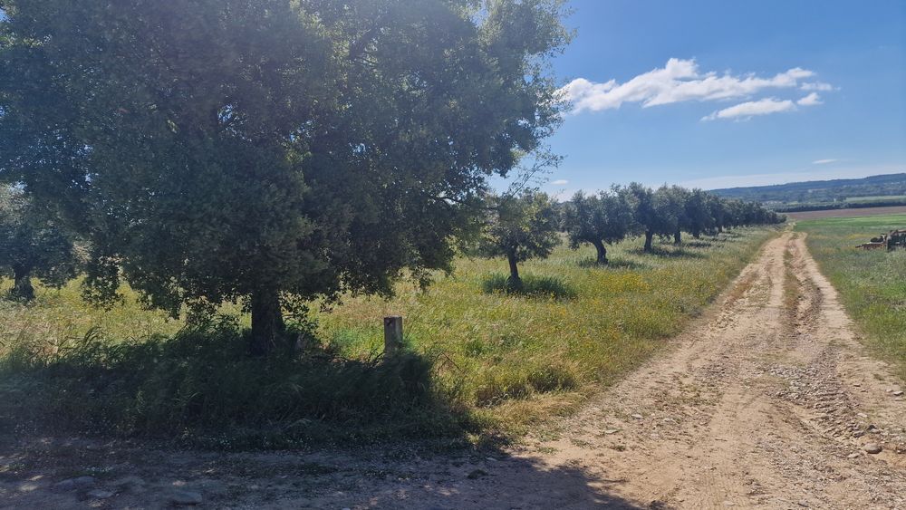 Terreno em Montalvo constância corela grande santarem  distrito Santar
