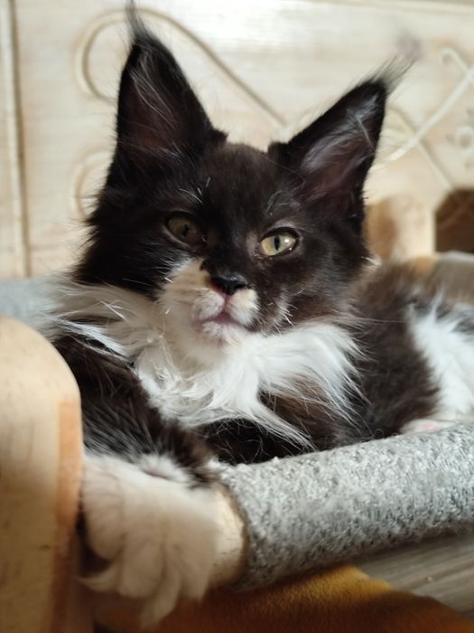 Kotka JORDANIA  piękna dziewczynka Maine Coon