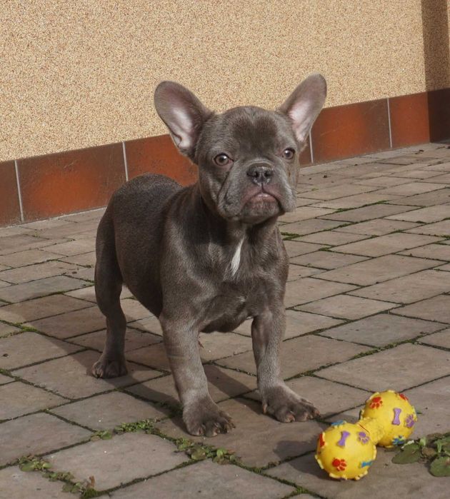 niebieska suczka buldog francuski