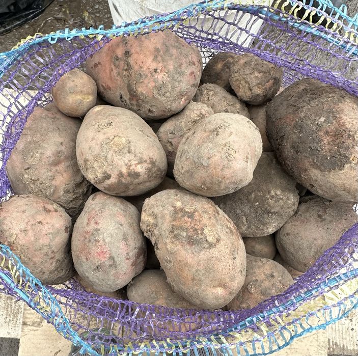 Дрібна картопля)))