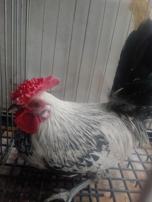 Kogóty ozdobne 2025