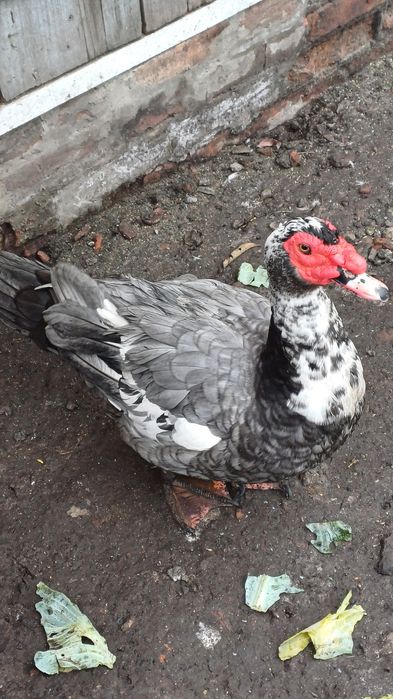 Інкубаційне яйце мускусних качок (індо качок)