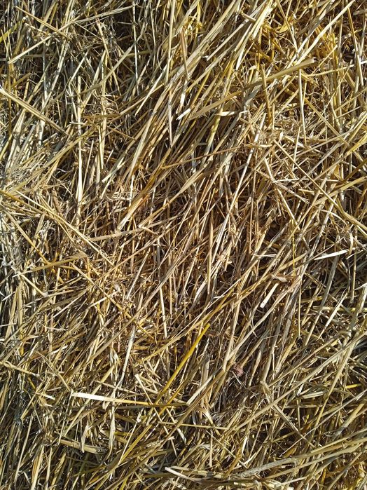 Ячна солома цьогорічна