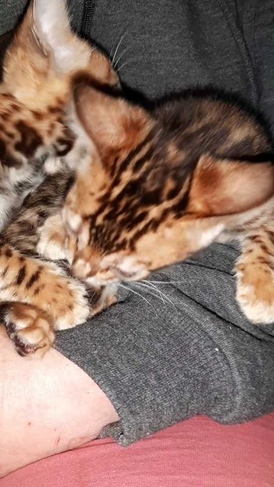 Бенгальські кошенятка які люблять ручки