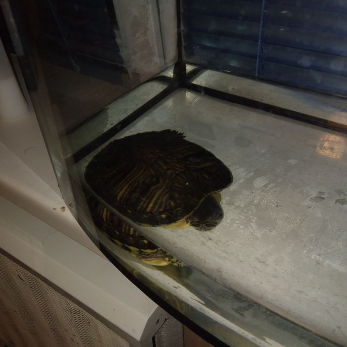 Акваріум ємність 40 літрів