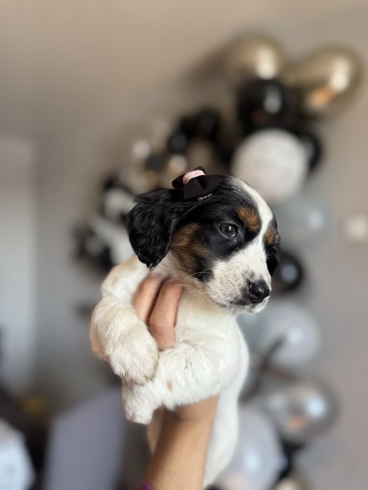 Цуценята спанієля,бронь