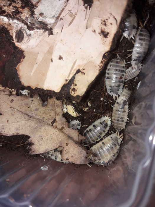 Zestaw startowy dla początkujących porcellio leavis