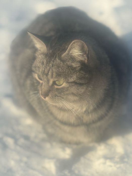 Кошенята в добрі руки