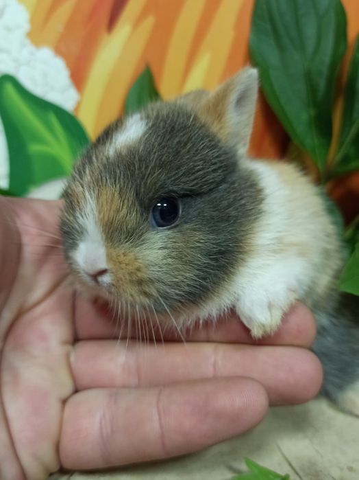 Питомник карликовых кроликов BAMBY