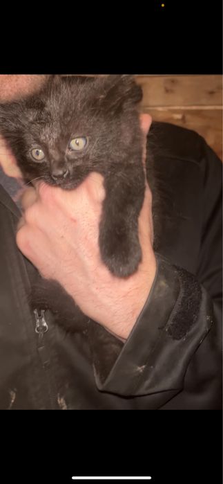 Котики у родину.Котик.Киця