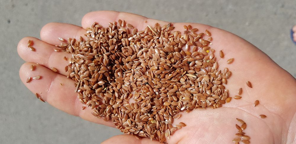 NA OLEJ Len Konopie Krokosz Czarnuszka Ostropest Lnianka i inne