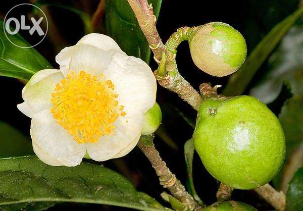 Azores Green Tea Seeds Camellia sinensis – 10 Seeds, Free Shipping