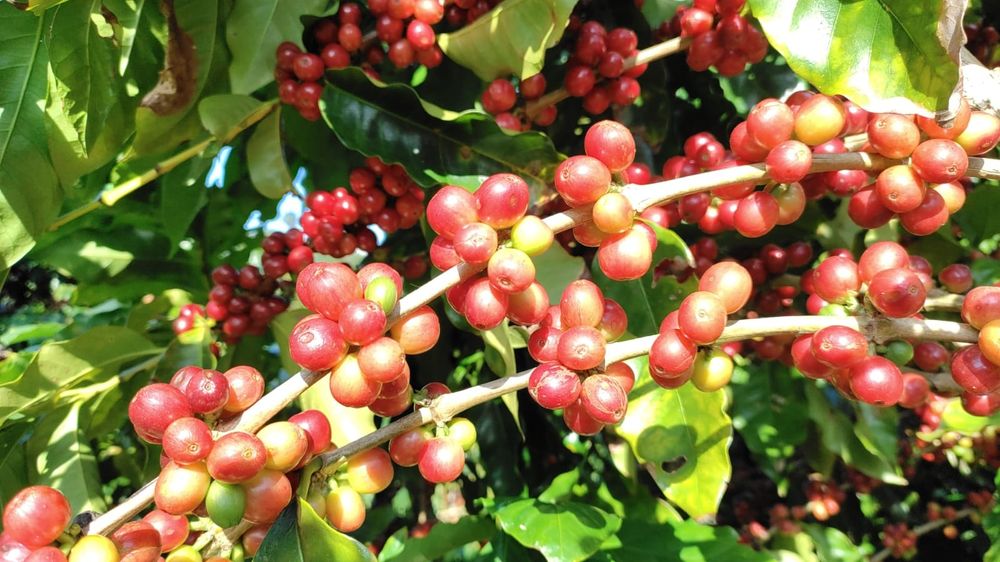 Planta de café / Cafezeiro / Cafeeiro / Café arábica