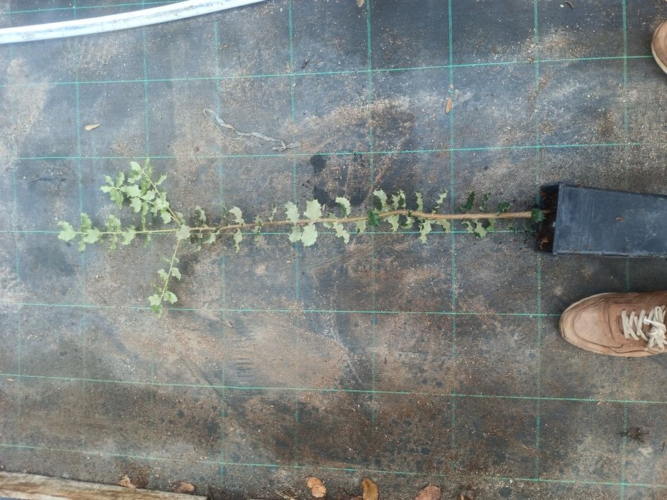 Azinheira doce ( quercos rotundifolia ) )