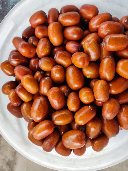 Зізіфус(Унабі), саджанці зізіфусу