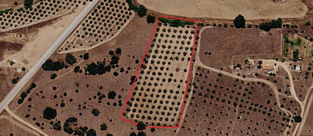 Olival com 1,25 hectares vedado com agua de poço  .
