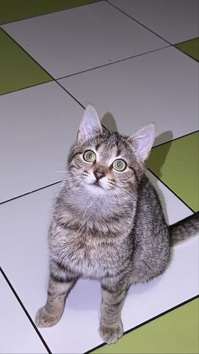 Віддам у добрі руки