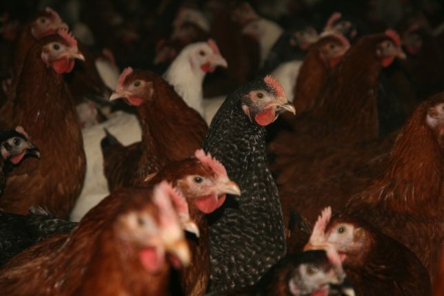 Kury nioski z jajkiem DOWOZ NA CAŁĄ POLSKE gratis. Odchowalnia drobiu.