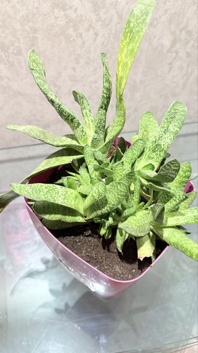 Вазон кімнатна рослина сукуленти  гастерія little warty