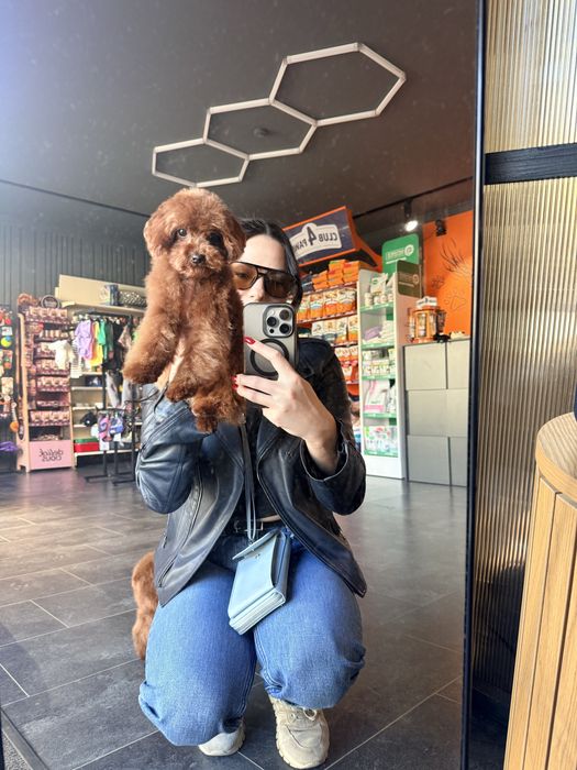 Tedy poodle mini хлопчик