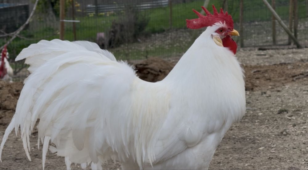 Casais/trios da raça Leghorn Americana