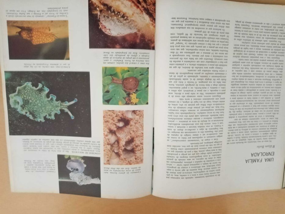 Maravlihas e Mistérios do Mundo Animal