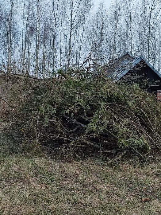 Oddam gałęzie, dużo