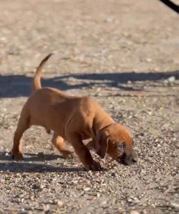 Leao da rodesia 2 meses
