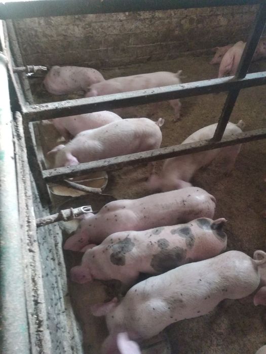 Продам поросята породи петрени і велика біла 12+ кг